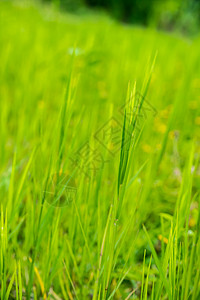 青麻糍年青麻草场地绿色叶子杂草环境生长植物草地花园季节背景