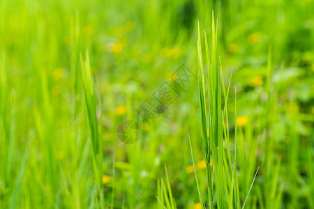 青麻糍年青麻草植物绿色草地季节场地生长杂草叶子环境恐慌背景