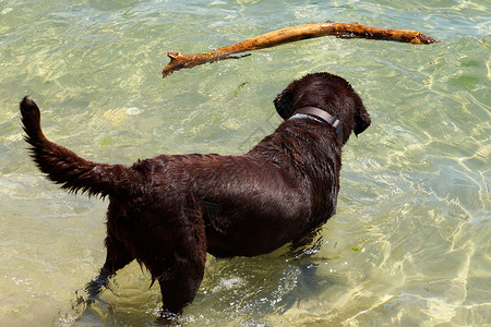 狗用棍子在水里玩图片