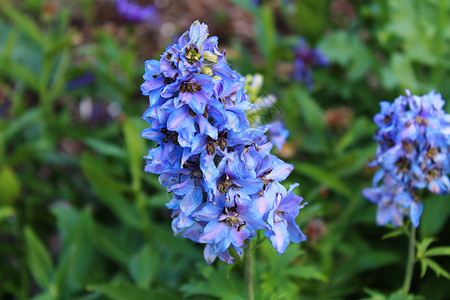 花园中的蓝色拉雀植物植物学植物群背景图片