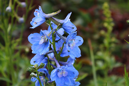 花园中的蓝色拉雀植物植物群植物学背景图片