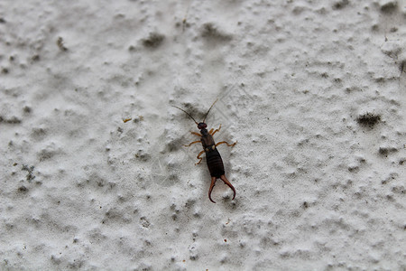 蜗耳墙白墙上的耳织蠼螋昆虫野生动物皮翅目花园背景