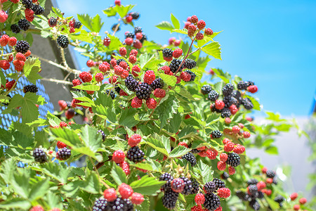 在维也纳一个屋顶花园种植的Ripe和不熟黑莓园艺文化食物自然天空衬套植物生长城市绿色背景图片