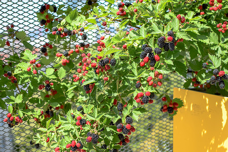 在维也纳一个屋顶花园种植的Ripe和不熟黑莓生长城市水果植物花园红色文化植物群绿色园艺背景图片