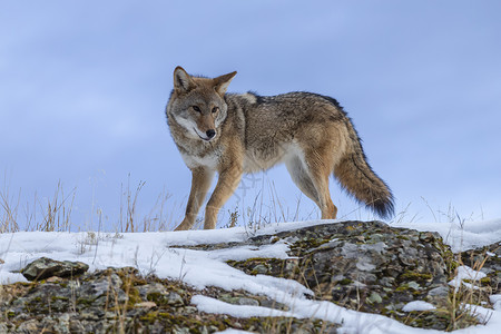 狼创意土狼外套清道夫尾巴生物猎物家庭岩石哺乳动物食肉犬类背景