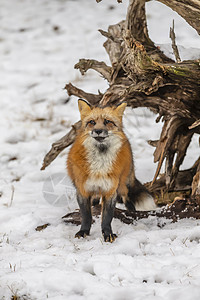 冬天生物素材红狐狸豹属眼睛森林荒野食肉危险胡须哺乳动物动物犬类背景