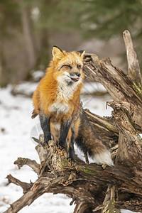 冬天生物素材红狐狸眼睛动物园森林猎人生物斑点豹属猫科动物胡须动物背景