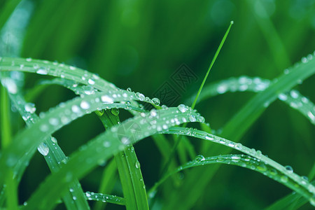 露水草刀绿色绿草刀和雨水背景