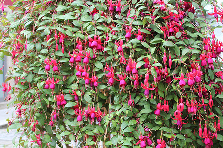 花园里的粉红色灰尘紫红色粉色植物群植物背景图片