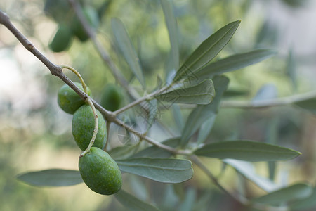 橄榄食物宏观乡村季节宗教绿色文化植物树木农业背景图片