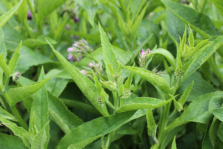 开花的甘露生长绿色树叶医疗自然医学叶子植物花园药品背景图片