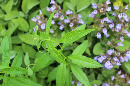 花园里的柠檬动脉茶厂植物背景图片