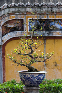 休渔期在越南的休埃 非常古老的布须树 与彩色墙壁对比的美丽细节色调树木堡垒海岸首都黄色花朵背景
