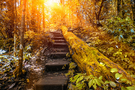 秋天的木头自然足迹行走道路远足公园场景树叶太阳树干山毛榉旅行叶子森林背景