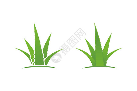 矢量插图设计温泉护理叶子草本植物植物凝胶化妆品沙龙热带芦荟背景图片
