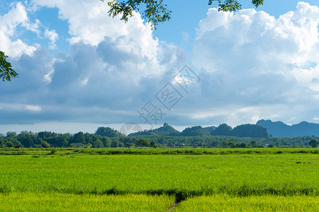 亚洲美丽的自然景观 绿色稻田和山岳的景象 笑声草地生态种植园蓝色叶子农场阳台农业场景生长背景图片