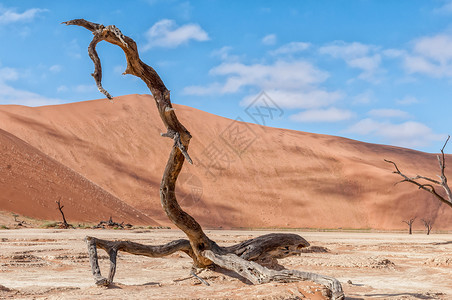 死树桩 有沙丘背景 在迪德夫莱高清图片