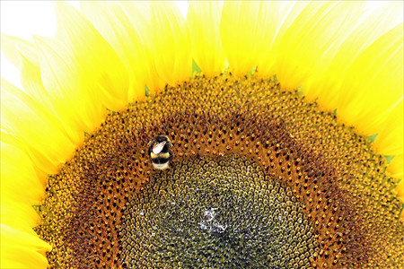 向日葵开花 作为大黄蜂的紧贴昆虫白色园艺花粉植物植物群公园熊蜂蜂蜜黄色背景图片