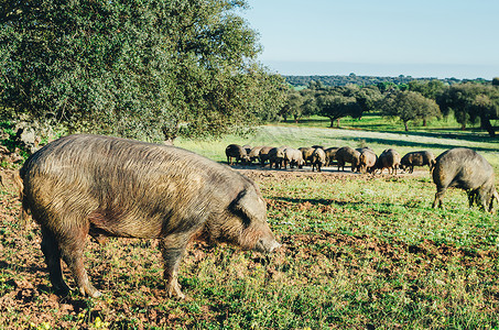 西班牙埃斯特雷马杜拉 日落时在玻璃地的猪农场草原草地农村猪肉火腿场地家畜小猪农业背景图片