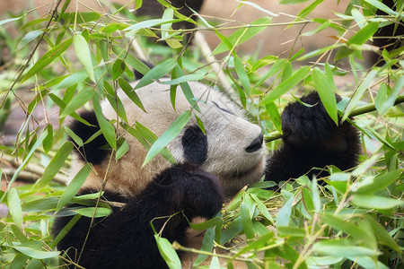 巨亏巨熊猫吃竹子叶子绿色灭绝食物荒野毛皮黑色熊猫眼睛灌木背景