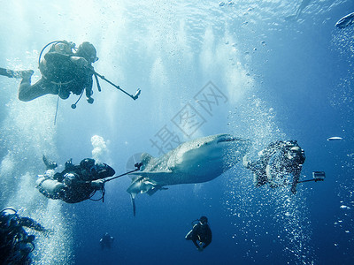 潜水自拍浮游生物浮潜高清图片