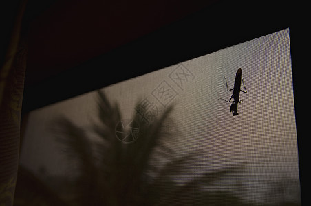 夜晚窗口屏幕上的大错误侧影摄影动物孤独臭虫背光逆光窗纱昆虫漏洞背景图片
