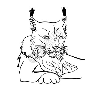 山猫白色背景中孤立的林克斯草图风格肖像插画
