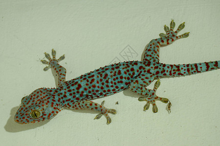 斑点攀登软性有选择性地聚焦于Kay Gecko 在混凝土墙上刺洞 谷状纹理背景 大成年人Gekko Gecko带橙色斑点眼睛宏观裂缝身体背景