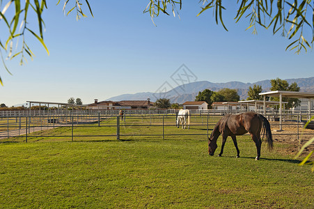 农场围栏在私人牧场放牧的马哺乳动物风光围栏田园栅栏农村财富动物天空农场背景