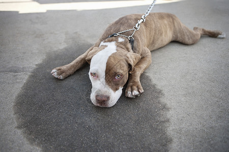 狗狗无聊表情包在人行道上躺着的无聊狗狗衣领犬类动物特写友谊哺乳动物视图主题家养腰带背景