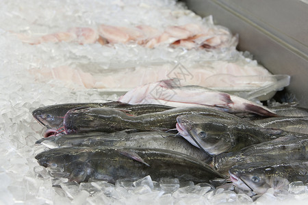 冰中鱼群紧闭食物工业商业食品加工店铺市场渔业生产视图海鲜背景图片