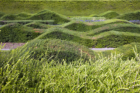 近距离观察设计美美的对缝历史外科绿色树篱设计师花园波浪风景医生迷宫背景图片