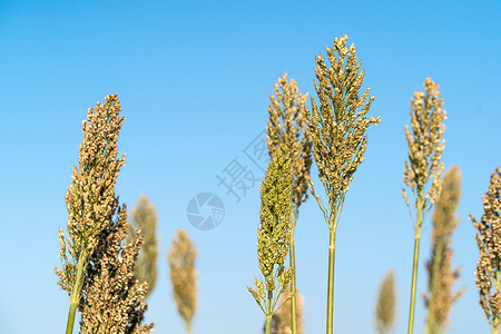 高梁或米粉剂蓝色天空农场蓝天高粱叶子种子珍珠种植园场地糯米生长背景图片