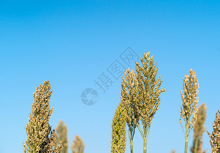 高梁或米粉剂蓝色天空糯米场地小麦珍珠种植园面粉种子植物蓝天高粱背景图片