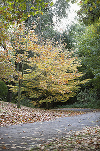 沿乡村公路的落色街道落叶风光树叶自然世界小路田园风景颜色背景图片