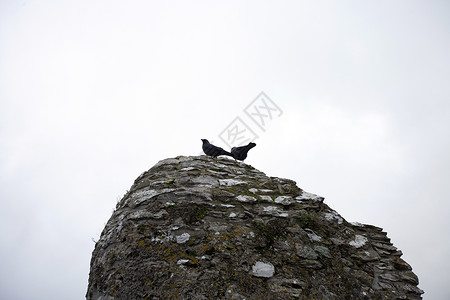 爱尔兰科克县Blarney城堡的乌鸦天空灰色鸟类石头历史软木背景图片