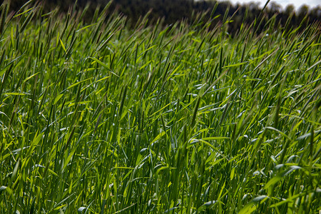 轮作夏季在田地的青幼小麦田谷物小麦生长农作物绿色栽培背景