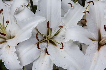 百合鳞茎美丽的百合花盛开棕色鳞茎白色鲜花花粉黄色雄蕊花朵百合粉色背景
