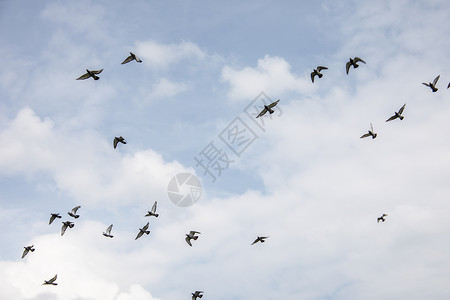 一群鸽子环绕着风景飞来飞去蓝色天空生活荒野羽毛农业野生动物鸟类灰色团体背景