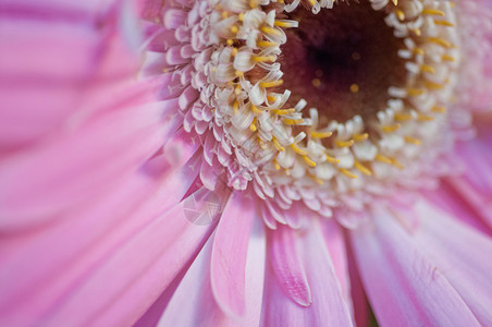 粉红菊花贴近粉色香味宏观背景图片