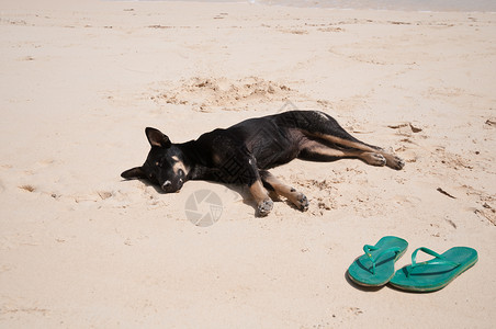睡在沙滩上的黑狗狗背景图片