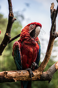 美国南部的红蓝绿色大鹦鹉面膜蓝色红色分支机构丛林语言热带树叶黄色绿色背景图片