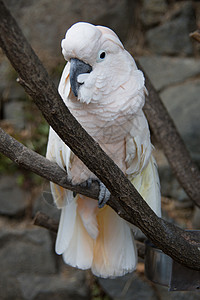 聪明鹦鹉图蟑螂坐在树上脊椎动物浆果食者鸟类凤头羽毛白色鹦鹉演讲坚果背景