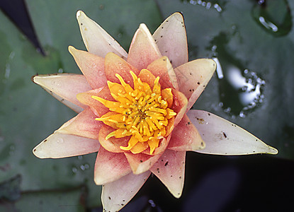 池塘上的红色黄水百合和红黄色花睡莲粉色花朵水生植物植物绿色蓝色花瓣背景图片