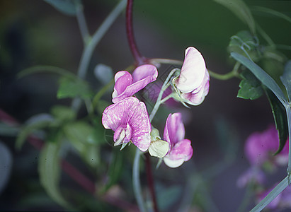 花朵细柔的克莱玛蒂丝粉色登山者卷须杂草野花草药紫色树叶绿色植物背景图片