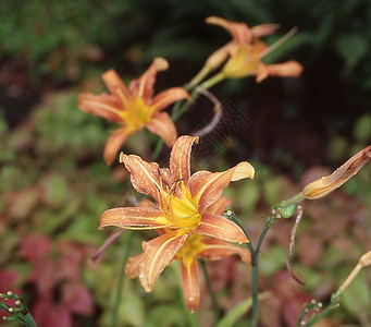 白日有橙色花朵百合家族植物草类雄蕊草药橙子背景图片