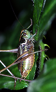 Rsel的虫咬草苍蝇优美惊吓昆虫咬育背景图片