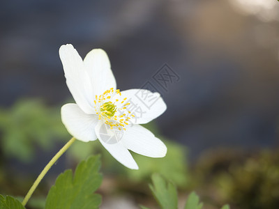 盛开的海葵花瓣背景虚化高清图片