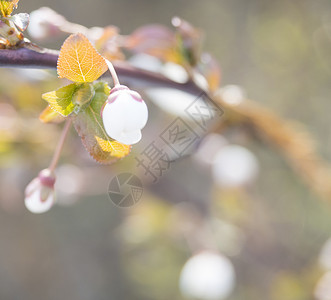 特写美丽的宏观盛开的粉红色苹果花蕾花与叶子缠绕 有选择的焦点 自然散景米色背景 复制空间背景图片