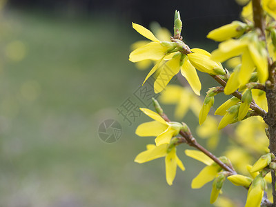 特写大花垂枝连翘或金钟花连翘 有选择的焦点 绿色散景背景黄色金铃花园宏观园艺花朵蓝色季节植物衬套背景图片